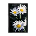 AFFICHE MARGUERITES DANS LE JARDIN - FLEURS - AFFICHES