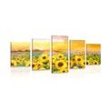 5-PIECE CANVAS PRINT SUNFLOWER FIELD - PICTURES OF NATURE AND LANDSCAPE - PICTURES