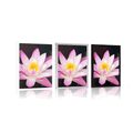 POSTER BEAUTIFUL WATER LILY - FLOWERS - POSTERS