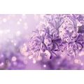 CANVAS PRINT PURPLE LILAC FLOWER - PICTURES FLOWERS - PICTURES