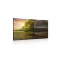 CANVAS PRINT TWO FORMS OF A TREE - PICTURES OF NATURE AND LANDSCAPE - PICTURES