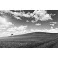 SELF ADHESIVE WALL MURAL BEAUTIFUL DAY ON THE MEADOW IN BLACK AND WHITE - SELF-ADHESIVE WALLPAPERS - WALLPAPERS