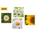 CANVAS PRINT SET MEADOW FLOWERS - SET OF PICTURES - PICTURES