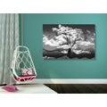 CANVAS PRINT BLACK AND WHITE TREE COVERED IN CLOUDS - BLACK AND WHITE PICTURES - PICTURES