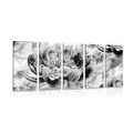 5-PIECE CANVAS PRINT PEONIES IN BLACK AND WHITE - BLACK AND WHITE PICTURES - PICTURES