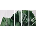 5-TEILIGES WANDBILD MONSTERA-BLATT - STILLLEBEN-BILDER - BILDER