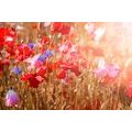 CANVAS PRINT POPPY SOAKED IN SUNLIGHT - PICTURES FLOWERS - PICTURES