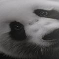 WANDBILD PANDA AUF SCHWARZEM HINTERGRUND - BILDER TIERE - BILDER