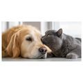 OBRAZ HARMONIE DOMÁCÍCH MAZLÍČKŮ - OBRAZY ZVÍŘAT - OBRAZY