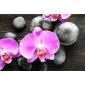 WALL MURAL BEAUTIFUL ORCHID AND STONES - WALLPAPERS FENG SHUI - WALLPAPERS