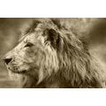 CANVAS PRINT AFRICAN LION IN SEPIA - BLACK AND WHITE PICTURES - PICTURES