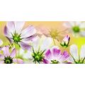 CANVAS PRINT GARDEN FLOWERS - PICTURES FLOWERS - PICTURES