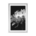 POSTER WITH MOUNT BLACK AND WHITE DAISY - BLACK AND WHITE - POSTERS