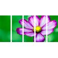 5-PIECE CANVAS PRINT GARDEN COSMOS FLOWER - PICTURES FLOWERS{% if product.category.pathNames[0] != product.category.name %} - PICTURES{% endif %}
