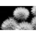 WALL MURAL BLACK AND WHITE DANDELION - BLACK AND WHITE WALLPAPERS - WALLPAPERS