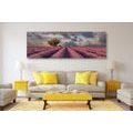 CANVAS PRINT LANDSCAPE OF LAVENDER FIELDS - PICTURES OF NATURE AND LANDSCAPE - PICTURES