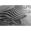 CANVAS PRINT THREE ZEBRAS IN THE SAVANNAH IN BLACK AND WHITE - BLACK AND WHITE PICTURES - PICTURES