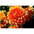 FOTOTAPETE ORANGE DAHLIE - TAPETEN MIT BLUMENMOTIVEN - TAPETEN