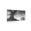 CANVAS PRINT SYMBIOSIS OF TREES IN BLACK AND WHITE - BLACK AND WHITE PICTURES - PICTURES