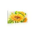 CANVAS PRINT BEAUTIFUL SUNFLOWER - PICTURES FLOWERS - PICTURES