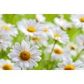 CANVAS PRINT SPRING MEADOW FULL OF FLOWERS - PICTURES FLOWERS - PICTURES