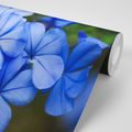 SELF ADHESIVE WALL MURAL WILD BLUE FLOWERS - SELF-ADHESIVE WALLPAPERS - WALLPAPERS