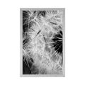 POSTER DANDELION SEED IN BLACK AND WHITE - BLACK AND WHITE - POSTERS