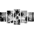 5-PIECE CANVAS PRINT COCONUT TREES ON A BEACH IN BLACK AND WHITE - BLACK AND WHITE PICTURES - PICTURES