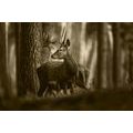 CANVAS PRINT DEER IN A PINE FOREST IN SEPIA - BLACK AND WHITE PICTURES - PICTURES