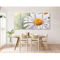 5-PIECE CANVAS PRINT DAISY FLOWERS - PICTURES FLOWERS - PICTURES