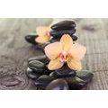 WALL MURAL ORCHID AND ZEN STONES - WALLPAPERS FENG SHUI - WALLPAPERS