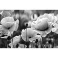 CANVAS PRINT FIELD OF WILD POPPIES IN BLACK AND WHITE - BLACK AND WHITE PICTURES - PICTURES