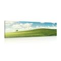 CANVAS PRINT BEAUTIFUL DAY ON THE MEADOW - PICTURES OF NATURE AND LANDSCAPE - PICTURES