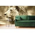 SELF ADHESIVE WALLPAPER AFRICAN LION IN SEPIA VERSION - SELF-ADHESIVE WALLPAPERS - WALLPAPERS