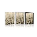 POSTER DANDELION SEEDS IN SEPIA DESIGN - BLACK AND WHITE - POSTERS