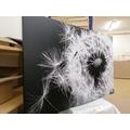 CANVAS PRINT DANDELION SEEDS IN BLACK AND WHITE - BLACK AND WHITE PICTURES - PICTURES