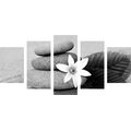 5-PIECE CANVAS PRINT FLOWER AND STONES IN SAND IN BLACK AND WHITE - BLACK AND WHITE PICTURES - PICTURES