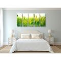 5-PIECE CANVAS PRINT GRASS BLADES IN GREEN DESIGN - PICTURES OF NATURE AND LANDSCAPE - PICTURES