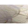 CANVAS PRINT DANDELION SEEDS - PICTURES FLOWERS - PICTURES