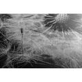 CANVAS PRINT DANDELION SEEDS IN BLACK AND WHITE - BLACK AND WHITE PICTURES - PICTURES