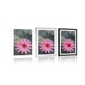 POSTER – FIORE DI LOTO AFFASCINANTE - FIORI - POSTER