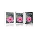 POSTER WITH MOUNT CHARMING LOTUS FLOWER - FLOWERS - POSTERS