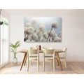 CANVAS PRINT ARCTIC COTTON FLOWERS - PICTURES FLOWERS - PICTURES