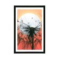 POSTER MIT PASSEPARTOUT LÖWENZAHN BEI SONNENUNTERGANG - BLUMEN - POSTER