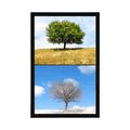 AFFICHE ARBRE EN SAISONS - NATURE - AFFICHES