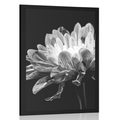 POSTER BLACK AND WHITE DAISY - BLACK AND WHITE - POSTERS