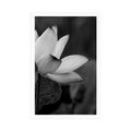 POSTER GENTLE LOTUS FLOWER IN BLACK AND WHITE - BLACK AND WHITE - POSTERS