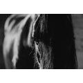 CANVAS PRINT MAJESTIC HORSE IN BLACK AND WHITE - BLACK AND WHITE PICTURES - PICTURES