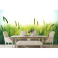 SELF ADHESIVE WALL MURAL GRASS BLADES - SELF-ADHESIVE WALLPAPERS - WALLPAPERS