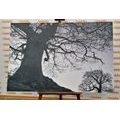 CANVAS PRINT SYMBIOSIS OF TREES IN BLACK AND WHITE - BLACK AND WHITE PICTURES - PICTURES